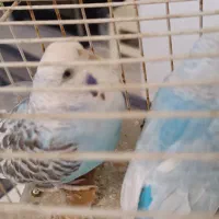 جفت مرغ عشق با وسایل