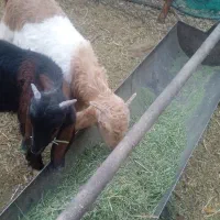 فروش دوراس کهره نر|حیوانات مزرعه|فسارود, |دیوار