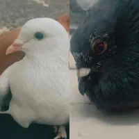 دو عدد کفتر