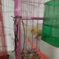 عروس هلندی ماده لوتینو