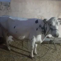 گاو|حراج|یزد, |دیوار