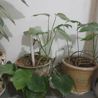 ۶ تا گل و گلدان همه با هم ۸۵۰ تومن|گل و گیاه طبیعی|یزد, |دیوار