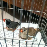 فنچ کینگ اورنج و لپ سیاه|پرنده|قزوین, |دیوار