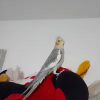 طوطی عروس دستی|پرنده|قزوین, |دیوار