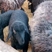 ۸تا میش با۶بره توافقی