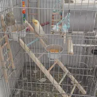 عروس هلندی