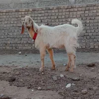 بزغاله نر(نر بز)