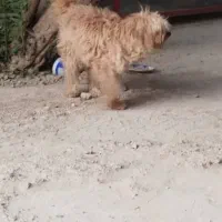 سگ شیتزو|سگ|مرودشت, استادیوم|دیوار