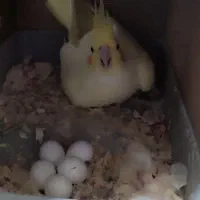 عروس جفت مولد با 5تا تخم