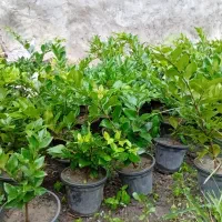 یاس هلندی و شمشاد توپی