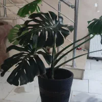 گل مانسترا بزرگ