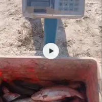 ماهی غزلا|ماهی|زابل, |دیوار