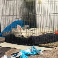 واگذاری سگ پامر اشپیتز