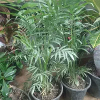 خاک گل تقویتی گل و گلخانه|گل و گیاه طبیعی|سبزوار, جوادیه شرقی|دیوار