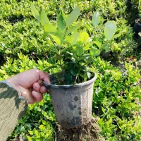 یاس هلندی سطل ۳ و ۱۰|گل و گیاه طبیعی|کلاچای, |دیوار