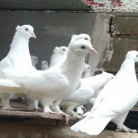 کبوتر ان پرشی|پرنده|نقده, |دیوار