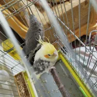جفت عروس هلندی مولد