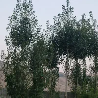 درخواست ماشین 911یا تک جهت شهرضا