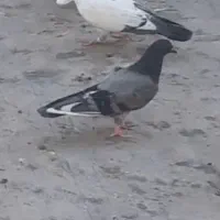 کبوتر گم شده