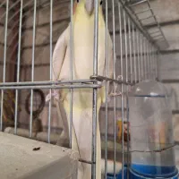 لوتینو کار داده