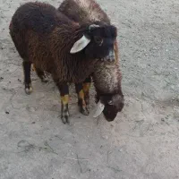 بره نر هترو