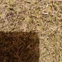 اویشن امسال تاز سبز خوش عطر