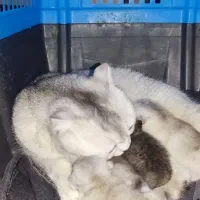 گربه|گربه|تهران, زیبادشت|دیوار