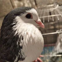 کبوتر|پرنده|خورموج, |دیوار