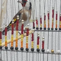 سهره پاییزه نر