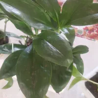 گل  طبیعی  خوش رنگ قیمت دانه ۲۰۰ هزار ت|گل و گیاه طبیعی|اسلام‌‌آباد غرب, |دیوار