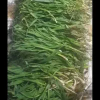 لوه ..پر سیر