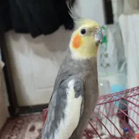 عروس هلندی|پرنده|باسمنج, |دیوار