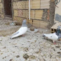 جفت کله موشی