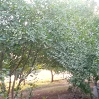 باغ|فروش دفتر صنعتی، کشاورزی، تجاری|اقبالیه, |دیوار