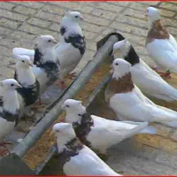 کبوتر