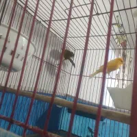 یک جفت قناری|لوازم جانبی حیوانات|هریس, |دیوار