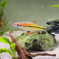 ماهی ردلاین