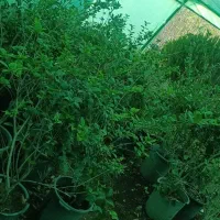 درختچه،نهال مثمر و غیر مثمر ،خاک گلدان ،خاک برگ|خدمات باغبانی و درختکاری|شیراز, تل حسین‌آباد|دیوار