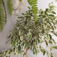 درختچه بنجامین