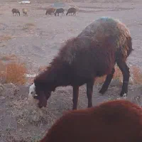 کاور|حیوانات مزرعه|تربتحیدریه, یحیی آباد|دیوار