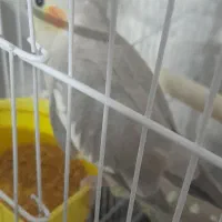 پرنده|پرنده|تهران, تهران‌نو|دیوار