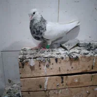پرواز|پرنده|اهواز, کوی صادقیه|دیوار