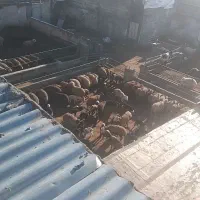 میش بره دار