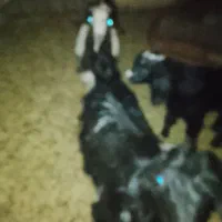 فروش چند راس کهره