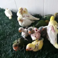 طوطی برزیلی وعروس هلندی سرلاکی
