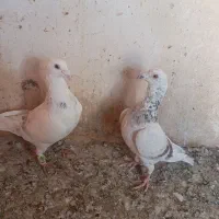 کفترکبوتررنگه آلمانی پرشی تخم ضمانت معاوضه