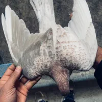 هفترنگ زرد لکه دار