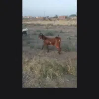 چپشت سر حال