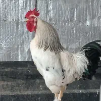 خروس برهما