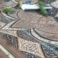 طوطی کوتوله سبز گمشده